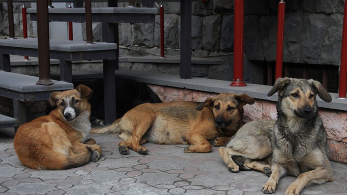 Մինչև 2026-ը Դիլիջանում կկրճատվի չստերիլիզացված շների թիվը և կիրականացվի զանգվածային պատվաստում