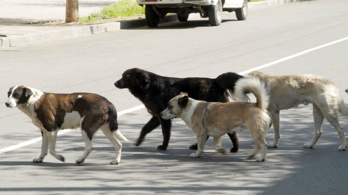 Մինչև 2026-ը Դիլիջանում կկրճատվի չստերիլիզացված շների թիվը և կիրականացվի զանգվածային պատվաստում